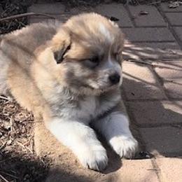 Anatolian Pyrenees Puppies from Daisy's Dog House