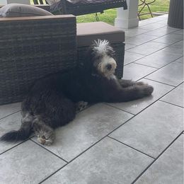 Sheepadoodle All Grown Up from Clevenger’s Sheepadoodle Fur Baby Farm
