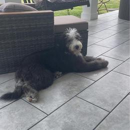 Sheepadoodle All Grown Up from Clevenger’s Sheepadoodle Fur Baby Farm