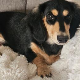 Murphy - Black and cream male Dachshund puppy in Pasco, Washington from Loyal Lil Dachshunds