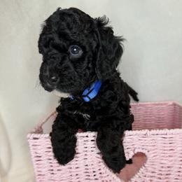 Bluebell - Parti female Poodle puppy in Longview, Washington from Evergreen Miniature Poodles