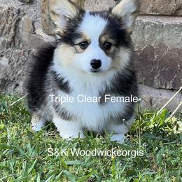 Pembroke Welsh Corgi Puppies from S&K Woodwickcorgis