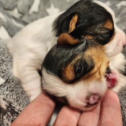 Biewer Terrier and Yorkshire Terrier Puppies from 1.StarDreamPups
