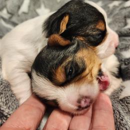 Biewer Terrier and Yorkshire Terrier Puppies from 1.StarDreamPups