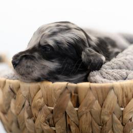 Orange Collar - Merle male Goldendoodle puppy in Sappington, Missouri from Doodle Me This Goldendoodles