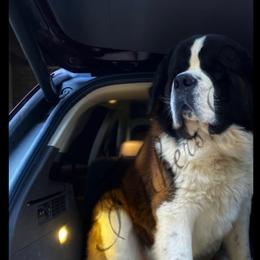 Chopper - Saint Bernard