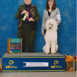 Standard Poodle Puppies from D and D Standard Poodles
