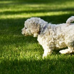 Australian Labradoodle Puppies from Tiny Treasures Australian Labradoodles