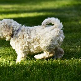 Australian Labradoodle Puppies from Tiny Treasures Australian Labradoodles