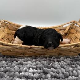 Dorothy - Parti female Poodle puppy in Greeneville, Tennessee from Smokey Mountain Sheepadoodles