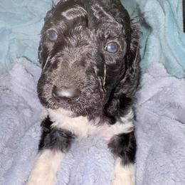 Desmond - Parti male Poodle puppy in Meadowbrook, California from Standard Poodle Pups