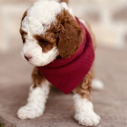 Goldendoodle and Poodle Puppies from Doodle Puppy Parti