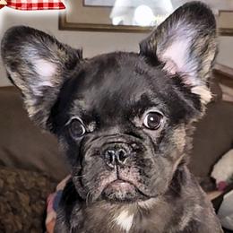 Courage - Black and tan female French Bulldog puppy in Elberton, Georgia from Ioney's Southern Paws Shelties, Frenchies, and Yorkies