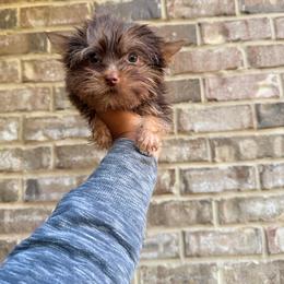 Chip - Chocolate and tan male Yorkshire Terrier puppy in Mobile, Alabama from Ace of Spades Yorkies