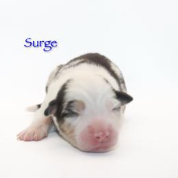 Surge - Blue merle male Australian Shepherd puppy in Coldwater, Michigan from Northern Star Australian Shepherds