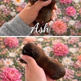 Ash - Brindle male Shih Tzu puppy in Connersville, Indiana from Royal Blossom Shihtzus