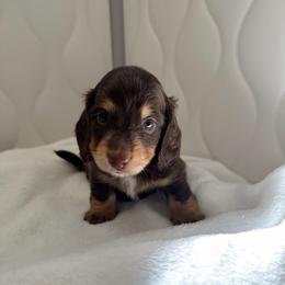 Dawsey - Chocolate and tan male Dachshund puppy in San Diego, California from Enchanted little dachshunds