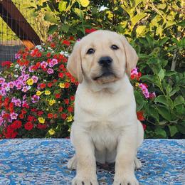 Yellow Male - Yellow male Labrador Retriever puppy in Yelm, Washington from Prince Labradors