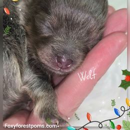 Wolf - Blue male Pomeranian puppy in Eatonville, Washington from Foxy Forest Poms