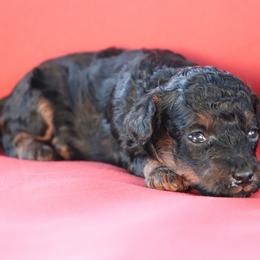 Liberty - Phantom female Poodle puppy in Goliad, Texas from Sassy Lil Aussies and Diamond W Poodles