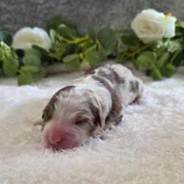 Twixie - Red merle female Australian Shepherd puppy in Summerville, South Carolina from Flowertown Aussies