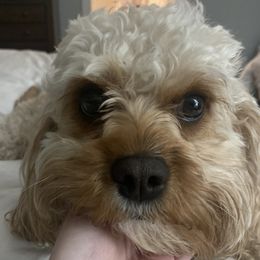 Posey - Cavapoo