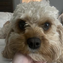 Posey - Cavapoo