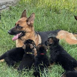 German Shepherd Puppies from Von Ark German Shepherds
