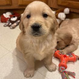 Rowdy - Golden male Golden Retriever puppy in Grant County, Indiana from On The Sunny Side Pavey Farms