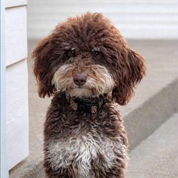 Harper - Bernedoodle