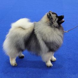 Salsa - Keeshond