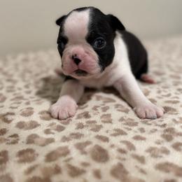 Double Haggery dot boy - Black brindle and white male Boston Terrier puppy in Madera Acres, California from Muggin Bostons Terriers and Mini Dachshund