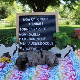 Daffodil - Blue merle female Aussiedoodle puppy in Hopkins, Missouri from Mowry Creek Mini Aussiedoodles and More