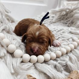 Navy Girl - Red  female Goldendoodle puppy in Beecher, Illinois from Cherry Lane Doodles