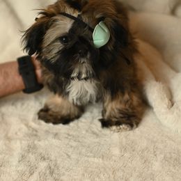 Sven: The Sweet Snuggler - Black gold and white male Shih Tzu puppy in Fresno, California from Good Lil Shih Tzu