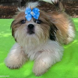 Issa Onederful - Red and white male Shih Tzu puppy in Corpus Christi, Texas from Pam Crump Shih Tzu