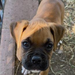 Dixon (AKC) - Fawn male Boxer puppy in Galt, California from Black Dymond Boxers