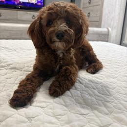 Piper - Goldendoodle