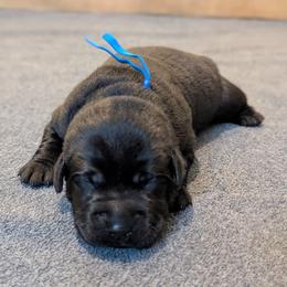 Blue collar - Black male Labrador Retriever puppy in Lithonia, Georgia from Marmolejos Labs
