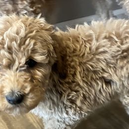 Girl 2 - Goldendoodle puppy from Doodle All Day