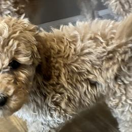 Girl 2 - Goldendoodle puppy from Doodle All Day