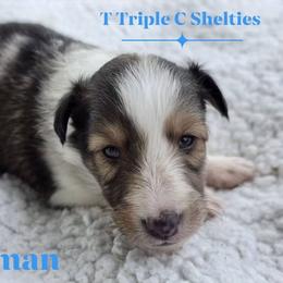 Norman - Sable merle and white male Shetland Sheepdog puppy in Gladbrook, Iowa from T Triple C Shelties