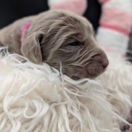Vixen - female Long Haired Weimaraner puppy in Evart, Michigan from Drehbar Weimaraners