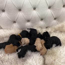 Goldendoodle and Poodle Puppies from Goldendooddle  /Gardy 🐾🐾