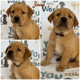 Apollo - Yellow male Labrador Retriever puppy in Hartly, Delaware from Triple Threat Labradors