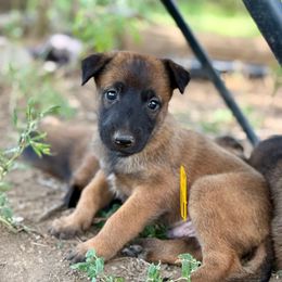 Bolt - Fawn male Belgian Malinois puppy in Briggs, Texas from Madhouse’s Belgian Malinois and German Shepherds