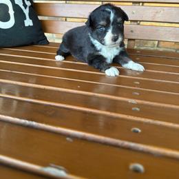 Black and White BI male - Black & white male Toy Australian Shepherd puppy in Brashear, Texas from Double R farms