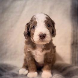Alan - Merle male Labradoodle puppy in Danville, Indiana from Marley’s Doodle Ranch