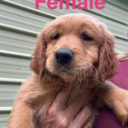 Golden Retriever Puppies from Oak Bottom Retrievers