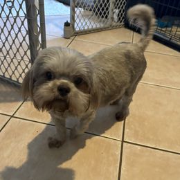Pearl - Shih Tzu